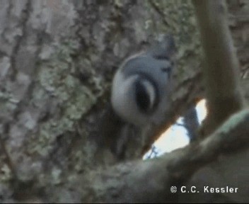 White-breasted Nuthatch (Eastern) - ML201656941