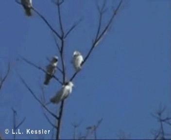 Yellow-crested Cockatoo - ML201656981