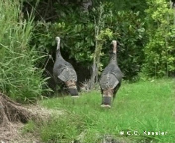 Wild Turkey - ML201657001