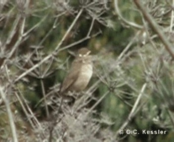 Bewick's Wren (spilurus Group) - ML201657011