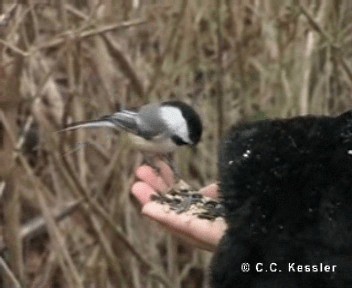 Black-capped Chickadee - ML201657021