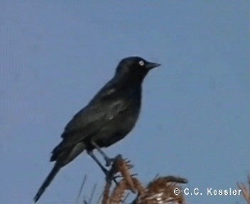 Brewer's Blackbird - ML201657051