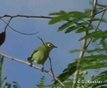 Bridled White-eye (Saipan) - ML201657061