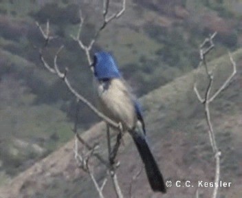 Island Scrub-Jay - ML201657181