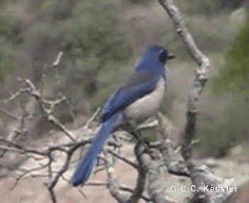 Island Scrub-Jay - ML201657201