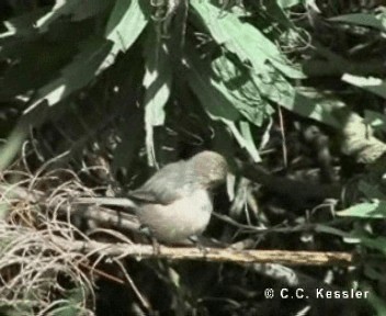 Bushtit (Pacific) - ML201657211