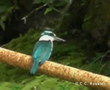 Mariana Kingfisher - ML201657221