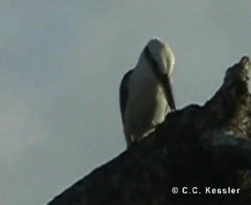 Mariana Kingfisher - ML201657231