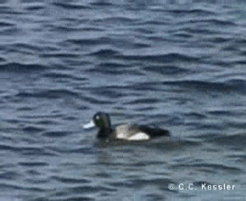 Greater Scaup - ML201657251