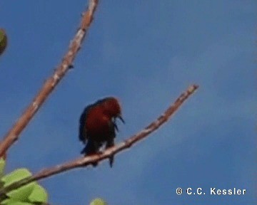 Micronesian Myzomela - ML201657311