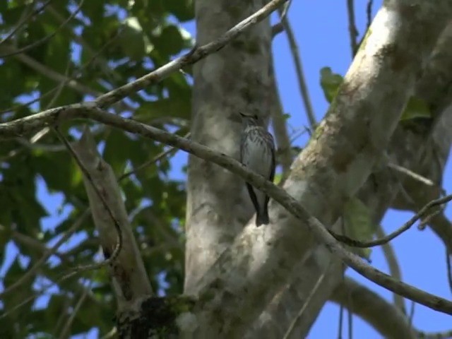 Gray-streaked Flycatcher - ML201657341