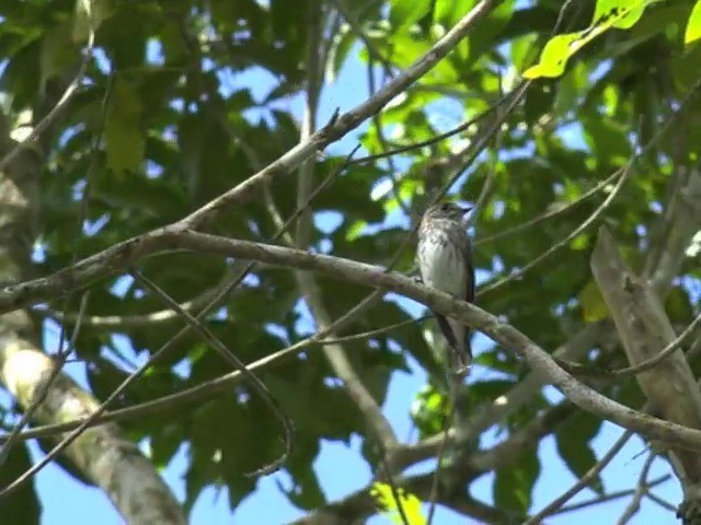 Gray-streaked Flycatcher - ML201657351