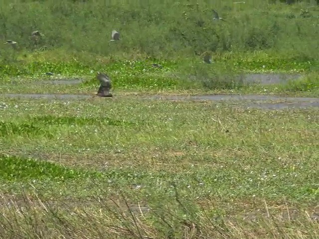 Eastern Marsh Harrier - ML201657361