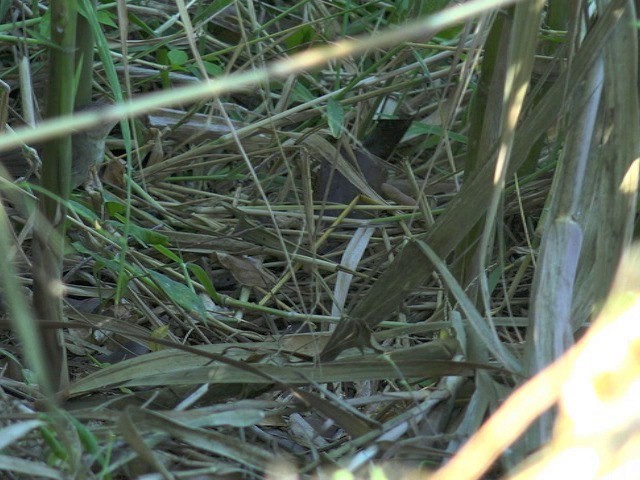 Middendorff's Grasshopper Warbler - ML201657421