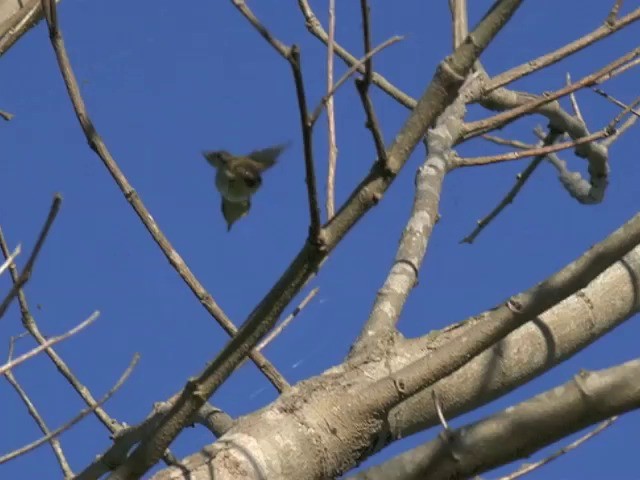 Japanese Leaf Warbler - ML201657451