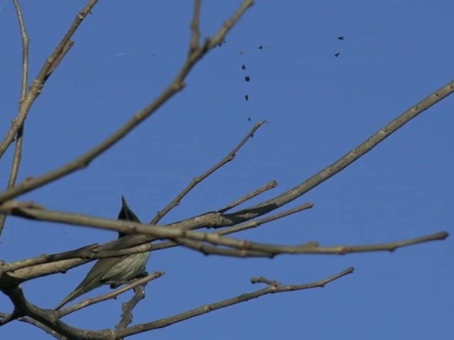 Japanese Leaf Warbler - ML201657461