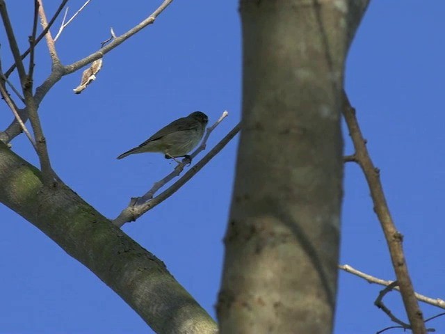 Japanese Leaf Warbler - ML201657471