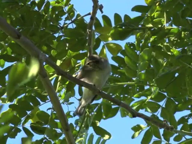 Japanese Leaf Warbler - ML201657481