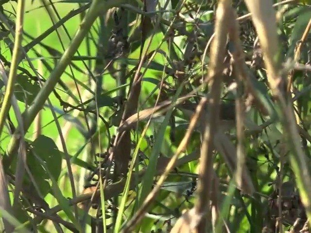 Japanese Leaf Warbler - ML201657501