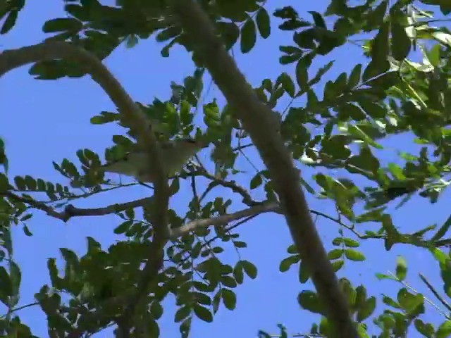 Japanese Leaf Warbler - ML201657521