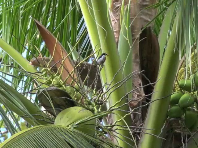 Black-belted Flowerpecker - ML201657551