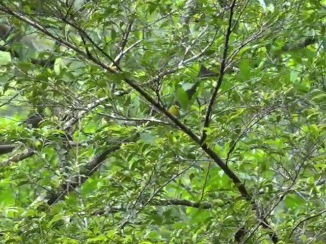 Warbling White-eye - ML201657701