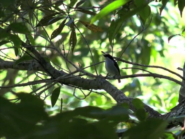 Bicolored Flowerpecker - ML201657751