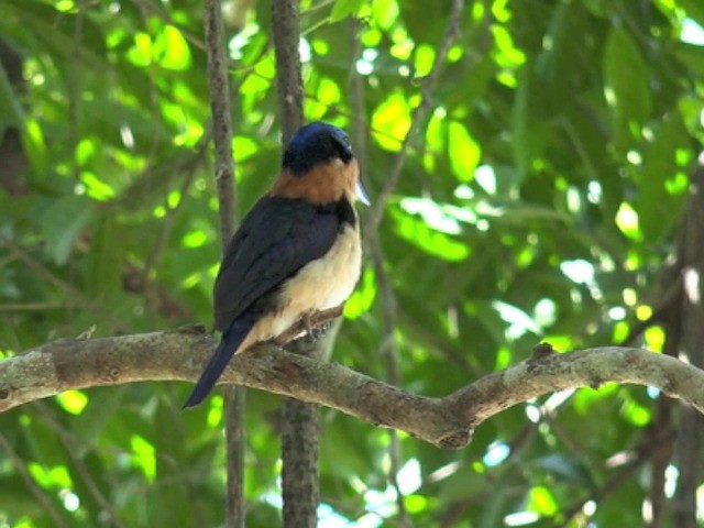 Rufous-lored Kingfisher - ML201657791