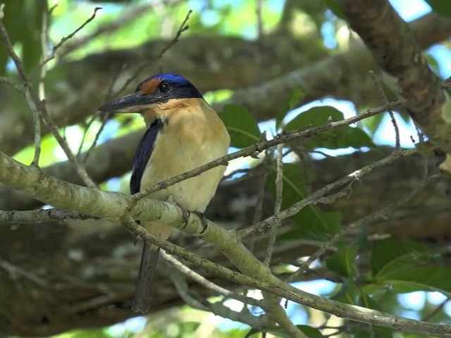 Rufous-lored Kingfisher - ML201657801