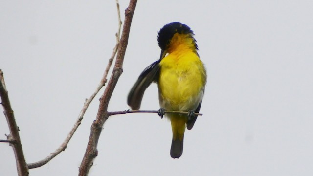 Common Iora - ML201657821