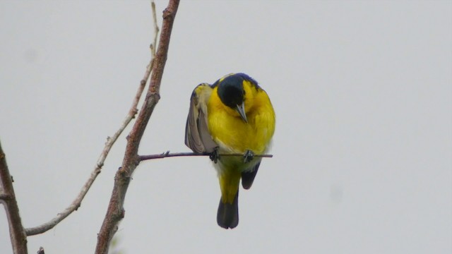 Common Iora - ML201657831