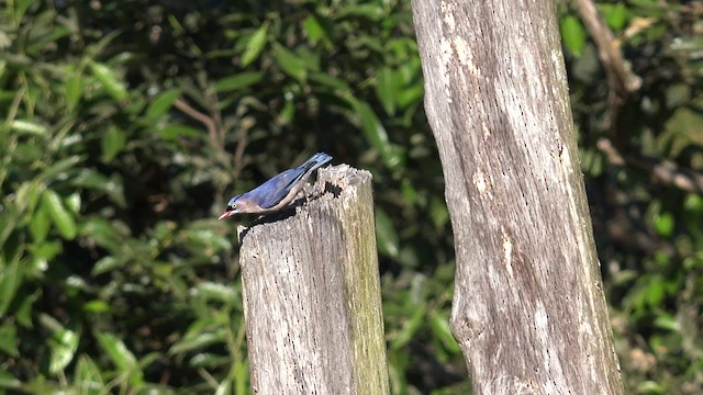 Velvet-fronted Nuthatch - ML201658251