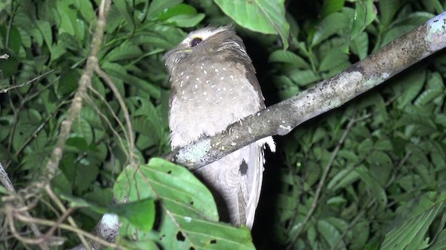 Large Frogmouth - ML201658341