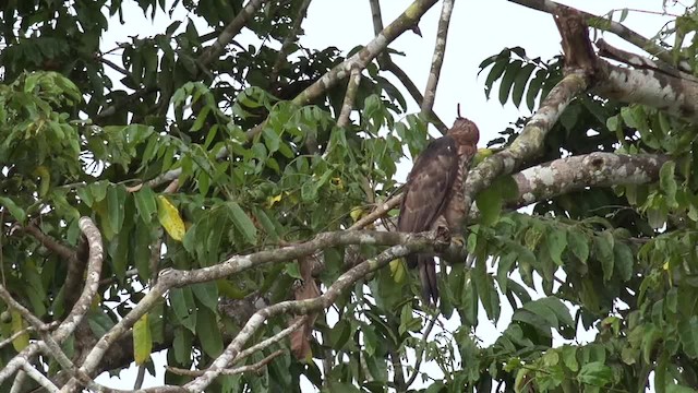 Wallace's Hawk-Eagle - ML201658361