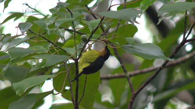 Ruby-cheeked Sunbird - ML201658371