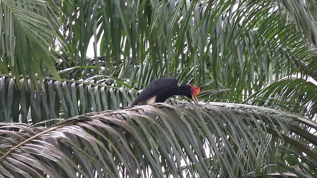 Rhinoceros Hornbill - ML201658431