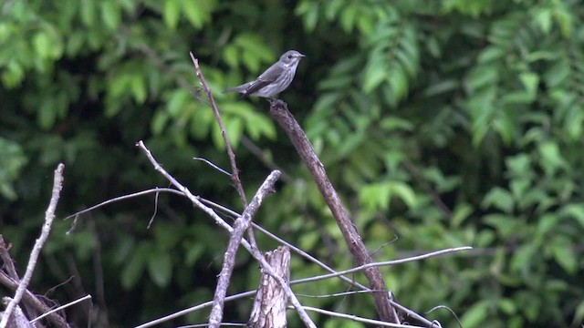 Gray-streaked Flycatcher - ML201658441