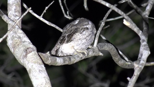 Mantanani Scops-Owl - ML201658481