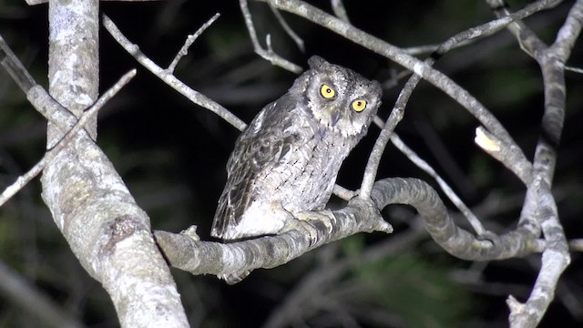 Mantanani Scops-Owl - ML201658491