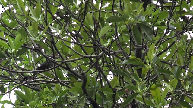 Red-billed Malkoha - ML201658531