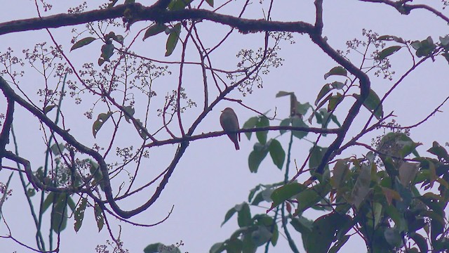 Dayak Blue Flycatcher - ML201658561