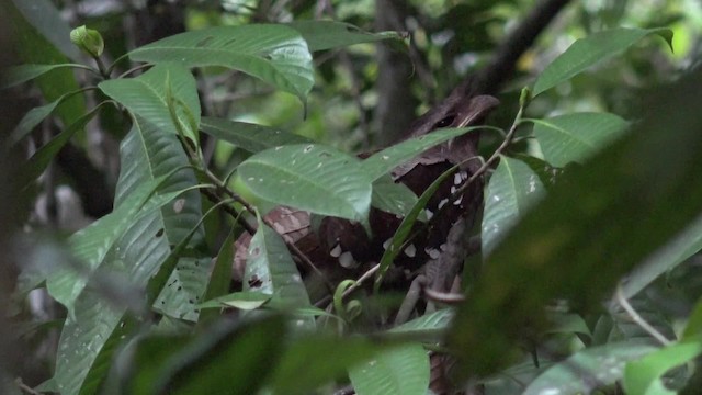 Dulit Frogmouth - ML201658581