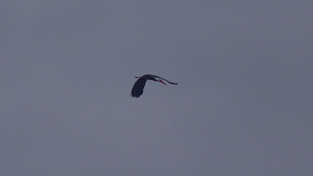 Höckerstorch - ML201658641