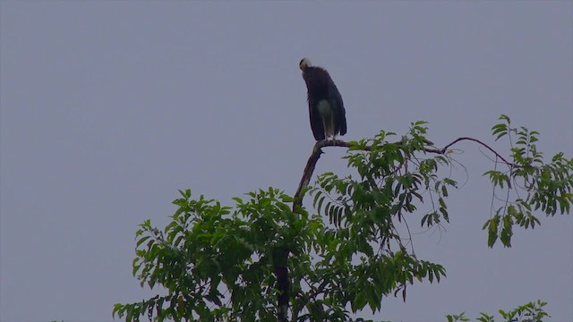 Storm's Stork - ML201658651