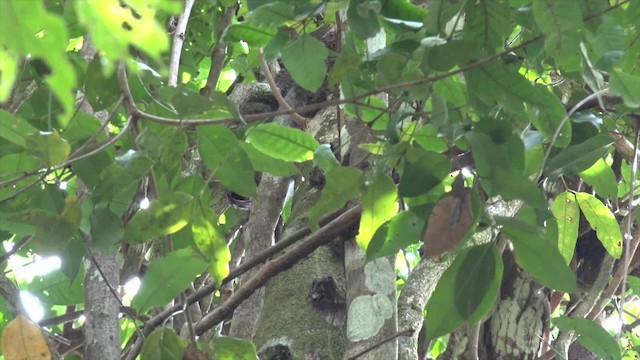 Zimmer's Woodcreeper - ML201658721