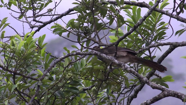 East Brazilian Chachalaca - ML201658741