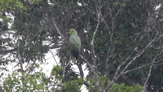 Amazona Frentirroja (diadema) - ML201658771