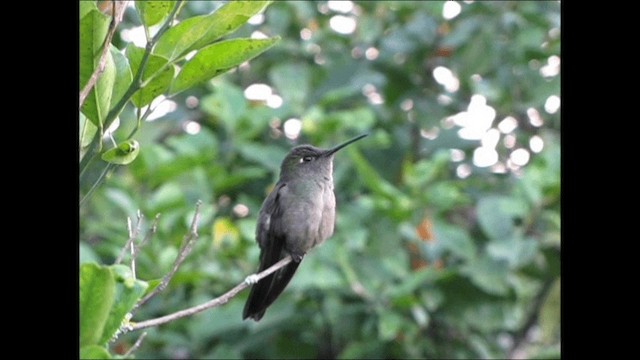 Colibri vert et gris - ML201658801