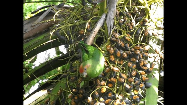 ヒガシラインコ - ML201658821