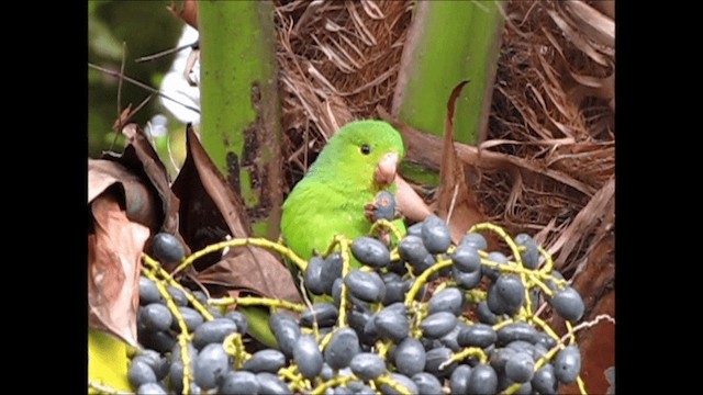 Plain Parakeet - ML201658831